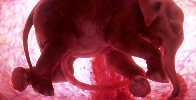 Extraordinary Animals in the Womb