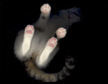 the cat scan