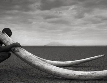 Africa’s Wildlife Photography