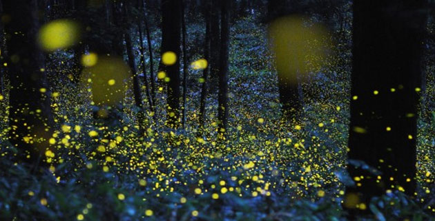 Gold Fireflies Photographs | Japan