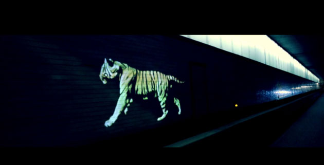 Golden Tiger Projection