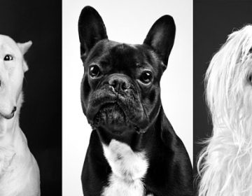 DOG PORTRAITS
