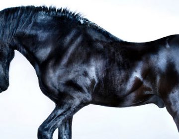 ALL THE WILD HORSES | ANDREW MCGIBBON