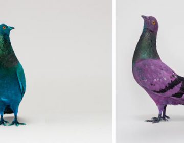 Some pigeons are more equal than others