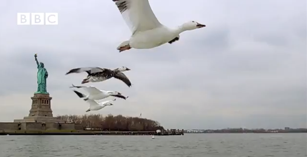 feeldesain Flying with Geese's eyes on New York City2