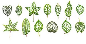 Leaf Type