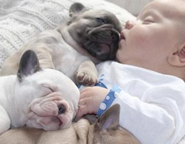 French bulldogs puppies keeping a baby warm