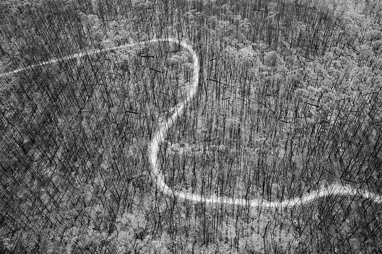 Gollings_090307_D3X_6354willow