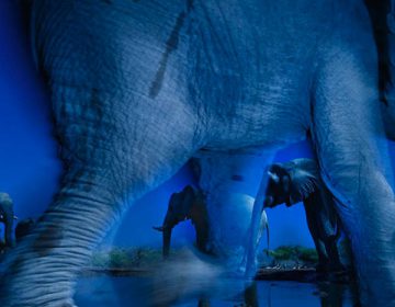 Wildlife Photographer of the Year