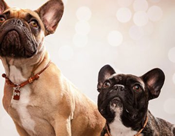 The Lounge Collar | blanketID