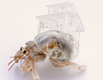 3D Printed Hermit Crab Shell | Aki Inomata