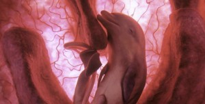 Extraordinary animals in the womb