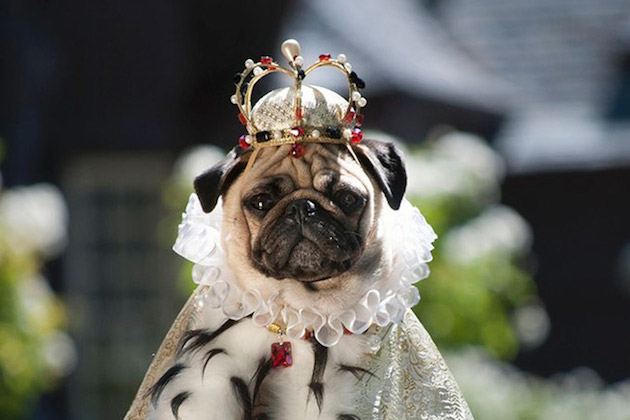 feeldesain Pugs-in-Fancy-Dress-3