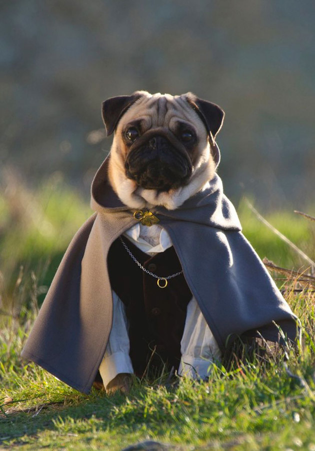 feeldesain Pugs-in-Fancy-Dress-8