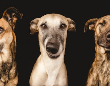 Playful dog portraits by Elke Vogelsang