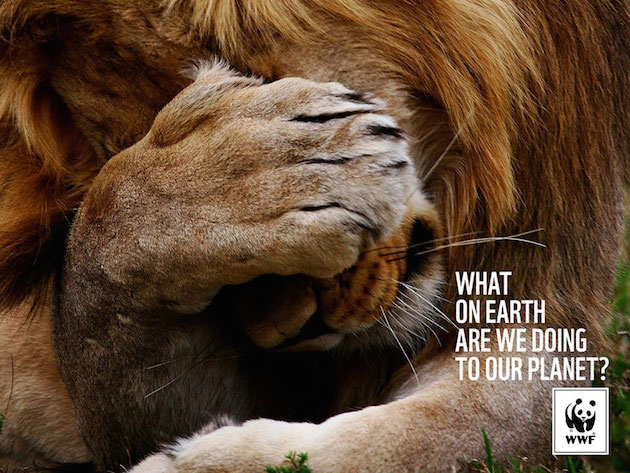 Animal Ads Feeldesain51