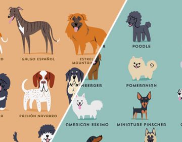 Dogs of the World Illustration Series | Lili Chin