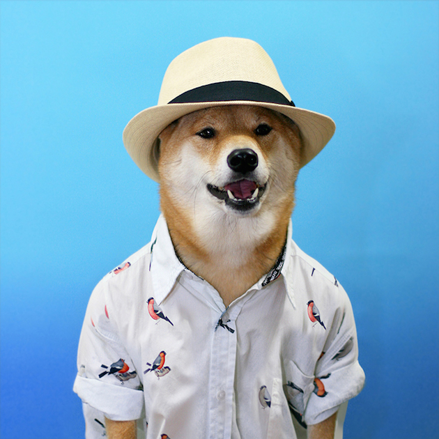 The Stylish Shiba Inu Who Makes $15,000 a Month Feel desain02