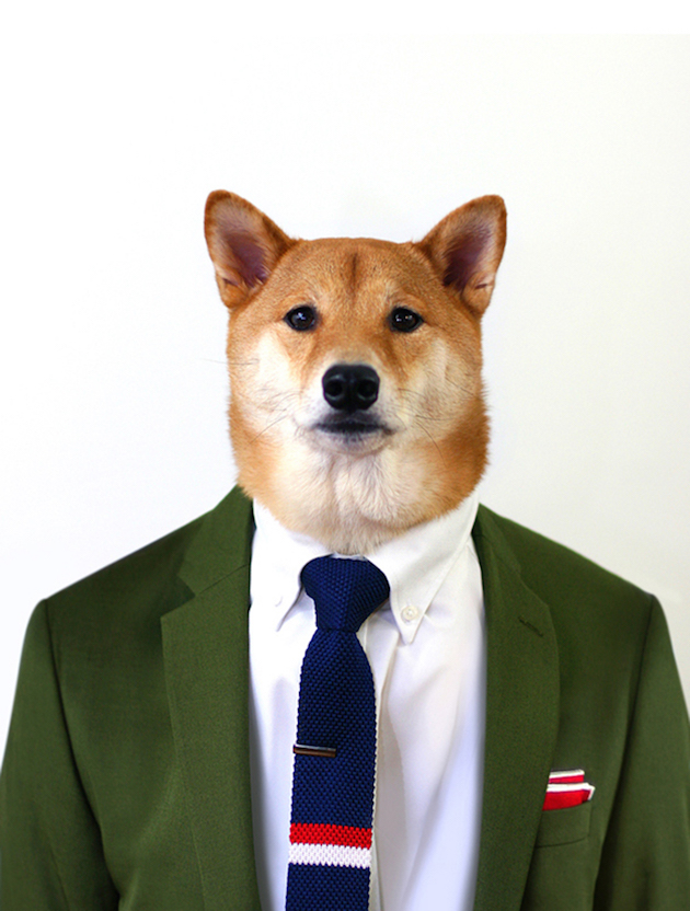 The Stylish Shiba Inu Who Makes $15,000 a Month Feel desain05