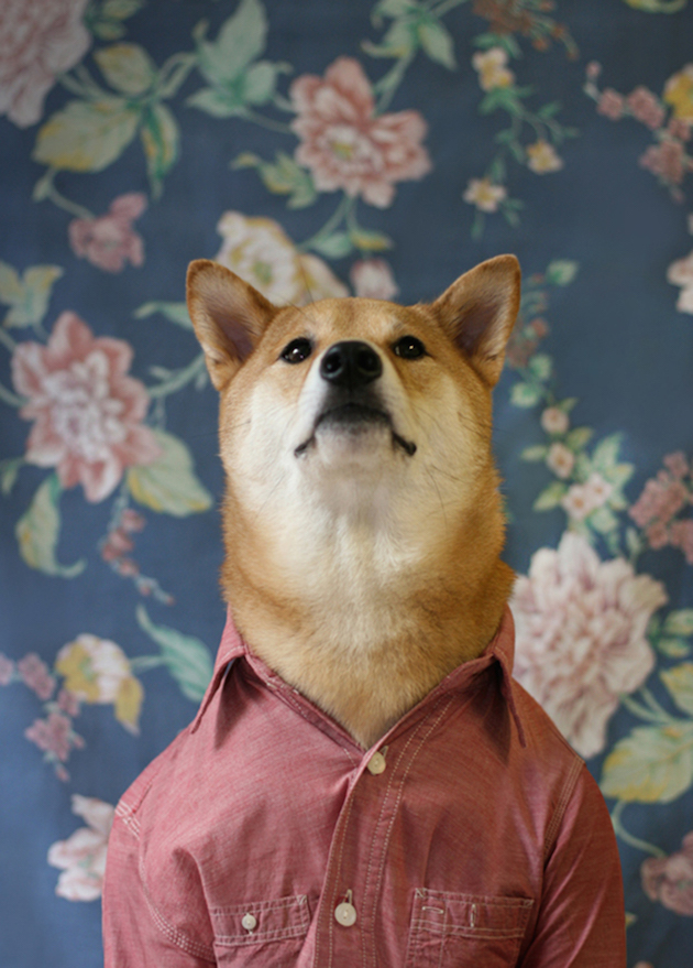 The Stylish Shiba Inu Who Makes $15,000 a Month Feel desain08