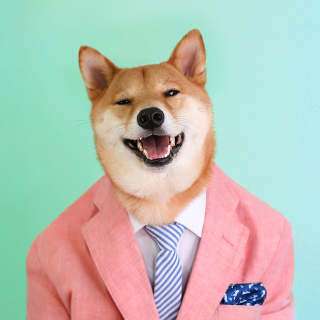 The Stylish Shiba Inu Who Makes $15,000 a Month Feel desain09