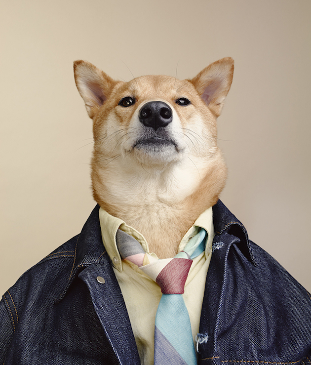 The Stylish Shiba Inu Who Makes $15,000 a Month Feel desain10