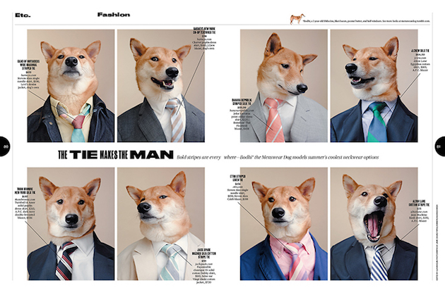 The Stylish Shiba Inu Who Makes $15,000 a Month Feel desain11