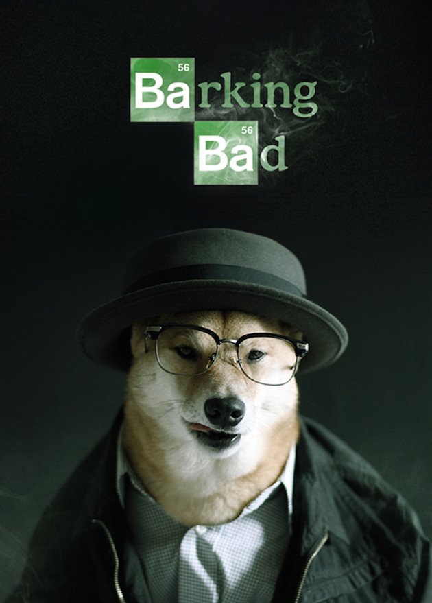 The Stylish Shiba Inu Who Makes $15,000 a Month Feel desain14