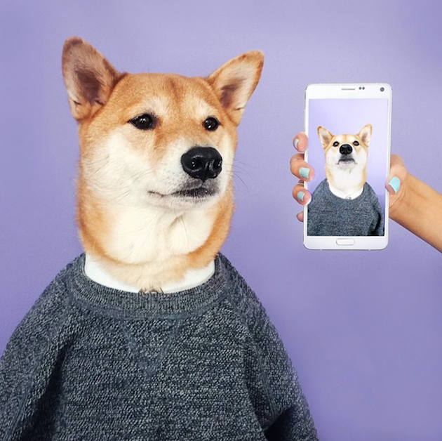 The Stylish Shiba Inu Who Makes $15,000 a Month Feel desain15