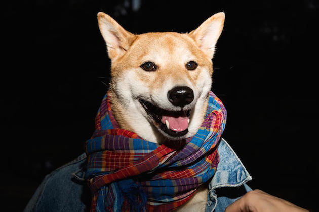 The Stylish Shiba Inu Who Makes $15,000 a Month Feel desain18