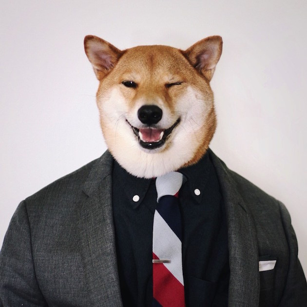 The Stylish Shiba Inu Who Makes $15,000 a Month Feel desain21