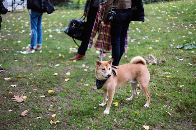 The Stylish Shiba Inu Who Makes $15,000 a Month Feel desain23
