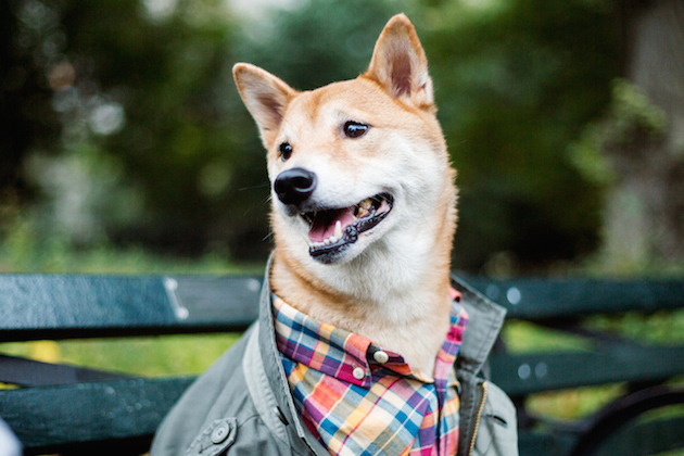 The Stylish Shiba Inu Who Makes $15,000 a Month Feel desain25