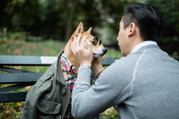 The Stylish Shiba Inu Who Makes $15,000 a Month Feel desain26