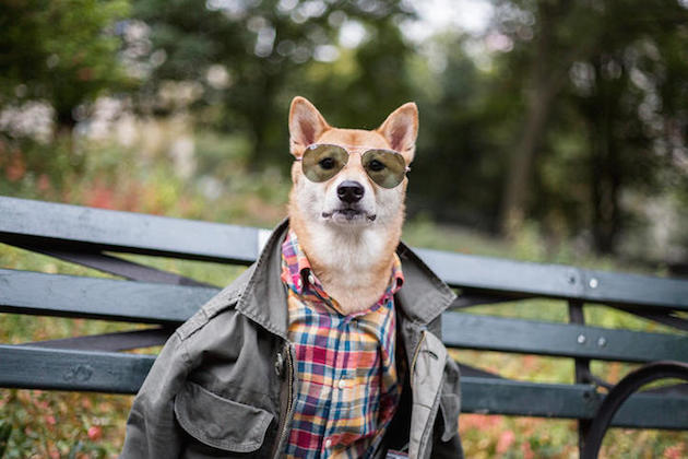 The Stylish Shiba Inu Who Makes $15,000 a Month Feel desain27