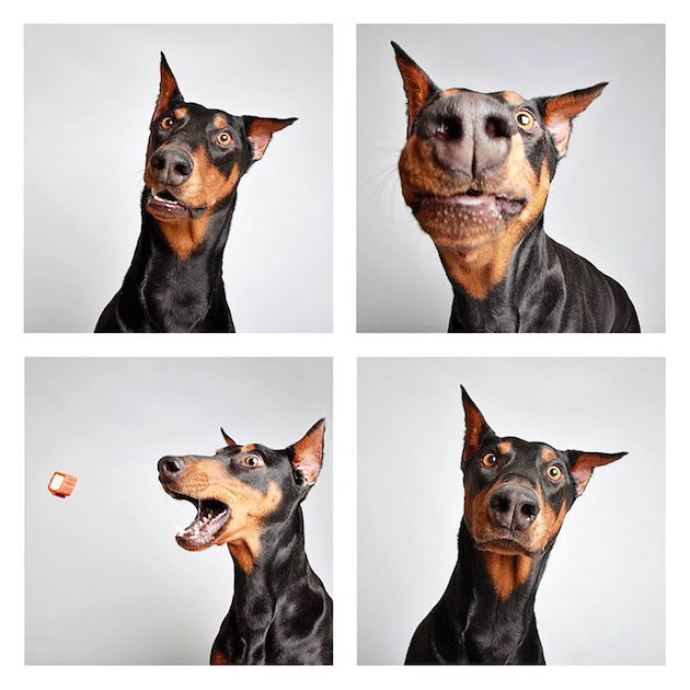 DogsPhotobooth_feeldesain_01