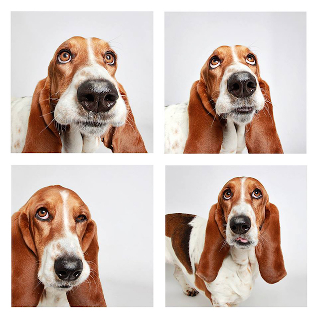 DogsPhotobooth_feeldesain_02