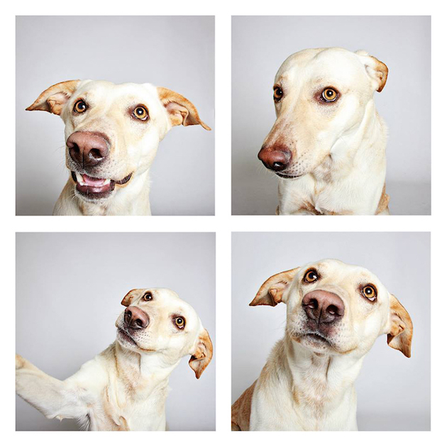 DogsPhotobooth_feeldesain_03