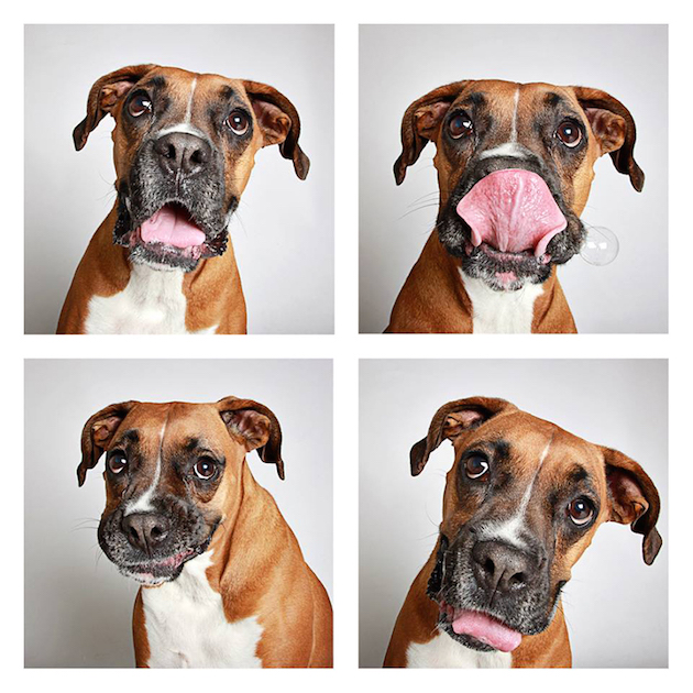DogsPhotobooth_feeldesain_04