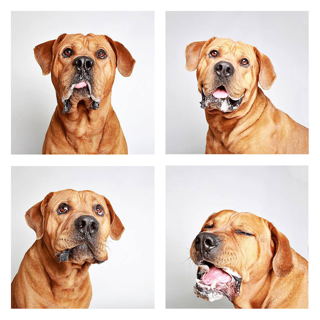 DogsPhotobooth_feeldesain_05