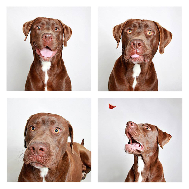 DogsPhotobooth_feeldesain_06