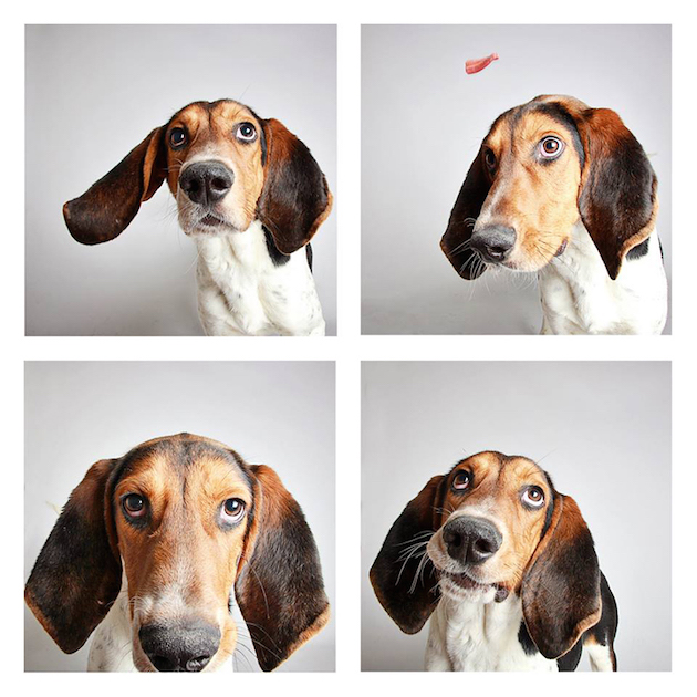 DogsPhotobooth_feeldesain_07