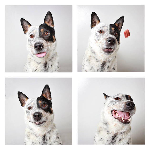 DogsPhotobooth_feeldesain_08
