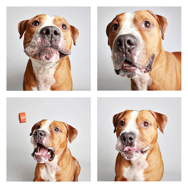 DogsPhotobooth_feeldesain_09