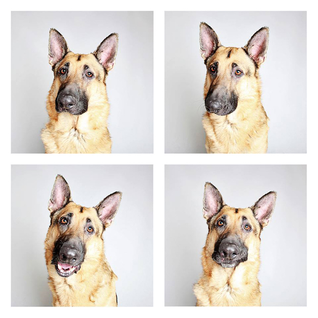 DogsPhotobooth_feeldesain_10