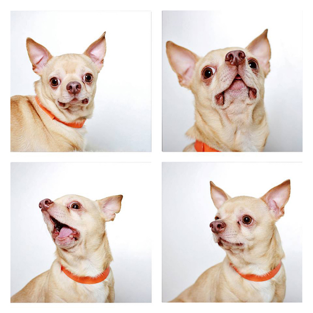 DogsPhotobooth_feeldesain_11