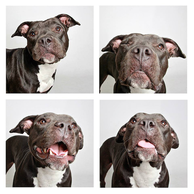 DogsPhotobooth_feeldesain_12