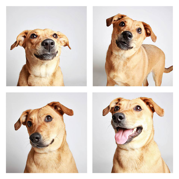 DogsPhotobooth_feeldesain_13