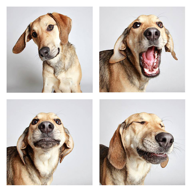 DogsPhotobooth_feeldesain_14