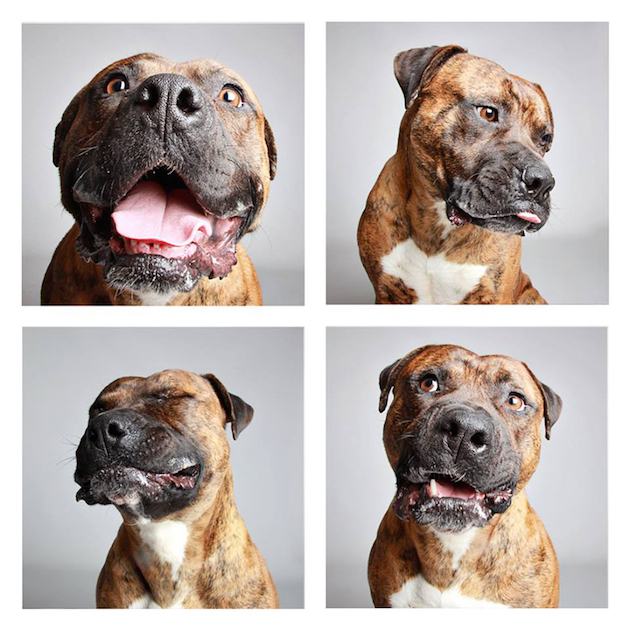 DogsPhotobooth_feeldesain_15
